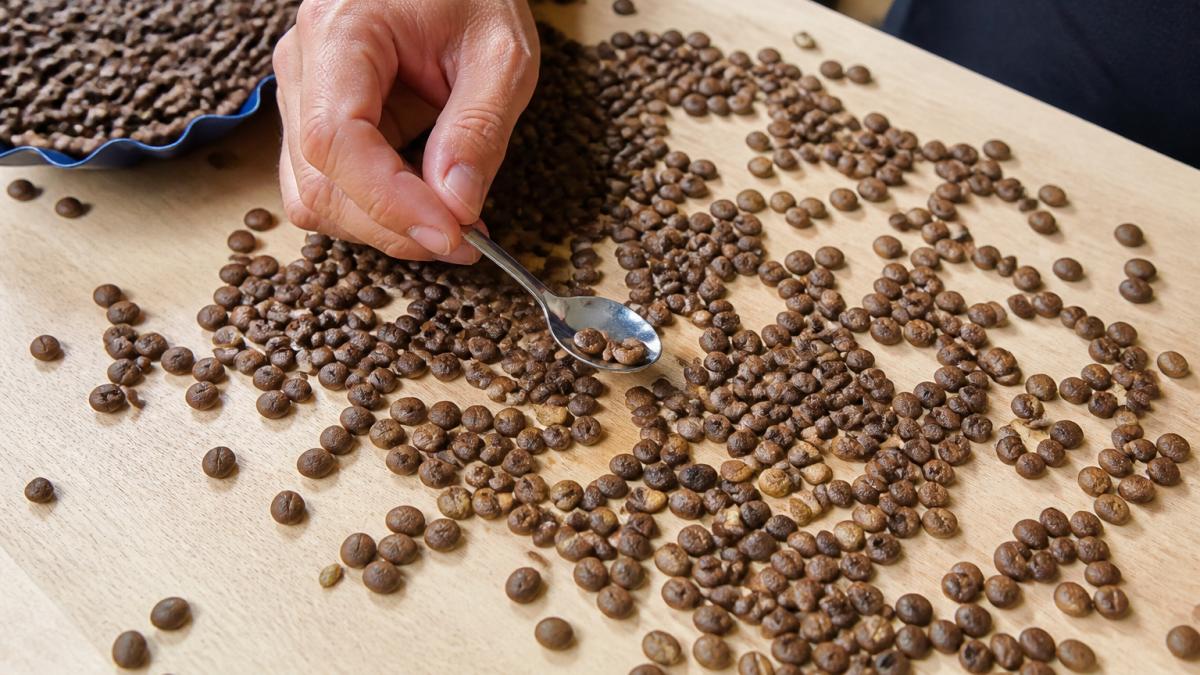 Close-up overhead shot of scattered whole coffee beans on a light wooden surface, with a hand using a small spoon to sort through them, natural window lighting
