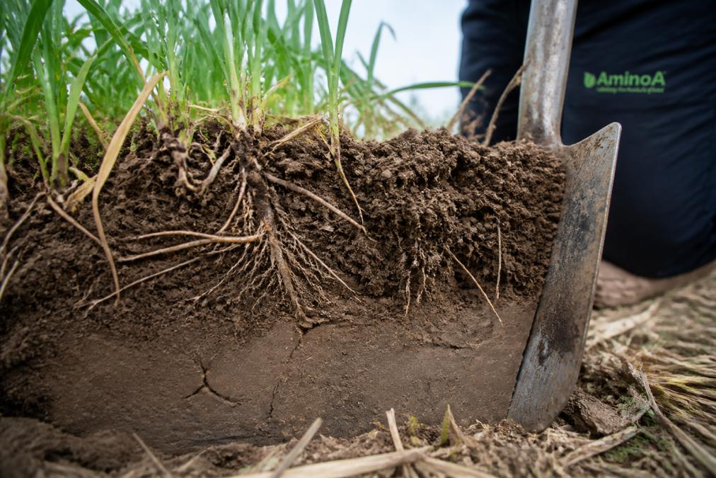 A close-up of a spade dug into a field showing a compacted soil layer with shallow cereal roots growing sideways above it