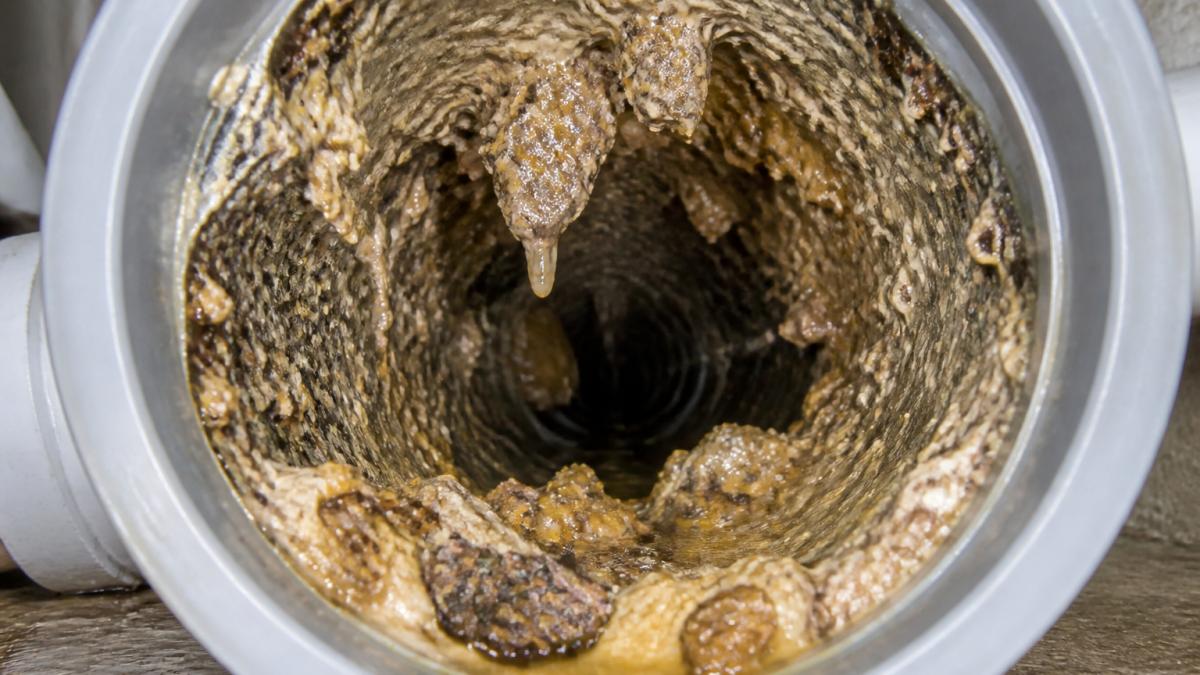 Close-up of congealed grease and buildup coating the interior walls of a gray PVC drain pipe, with debris trapped in the sticky residue under bright lighting