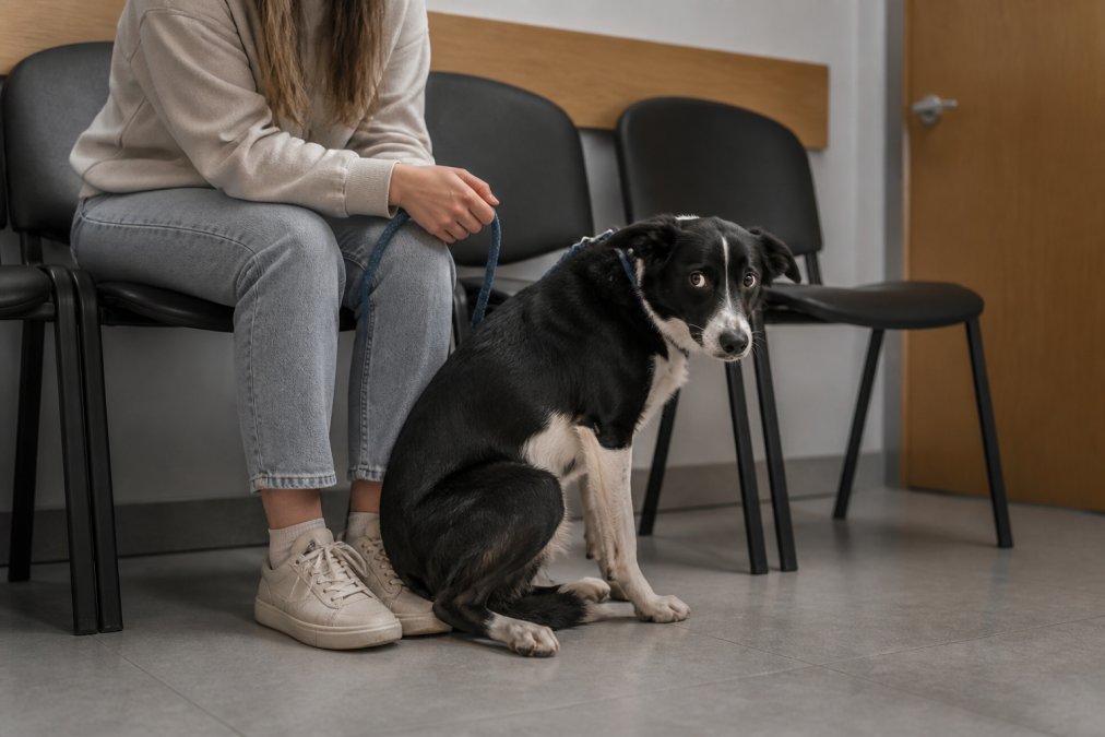 A nervous dog in a veterinary clinic waiting room, displaying body language signals including tucked tail, flattened ears, and tense posture while sitting next to owner