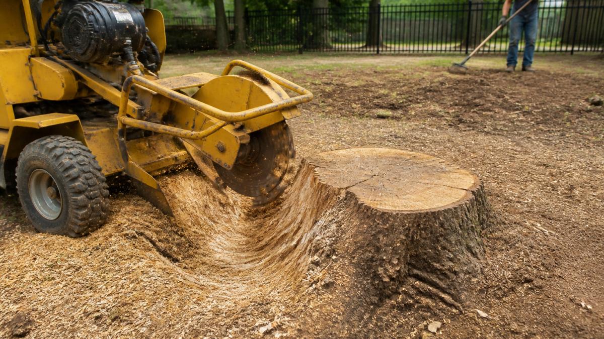 7 Ways to Remove an Old Oak Stump From Your Yard