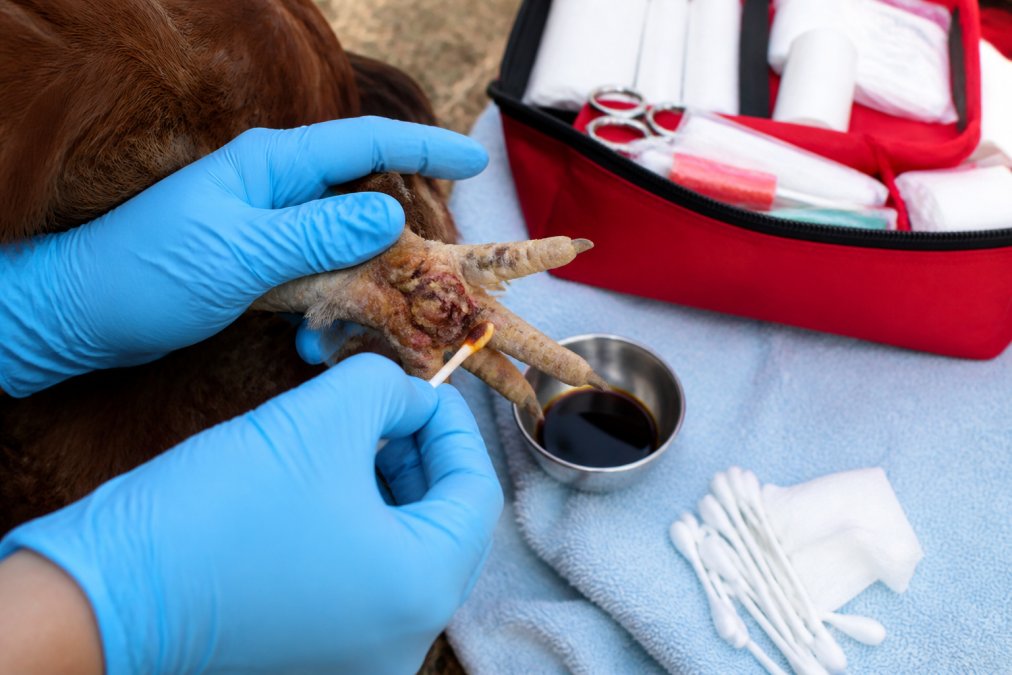 Gloved hands cleaning a chicken's footpad with povidone-iodine to treat bumblefoot at home