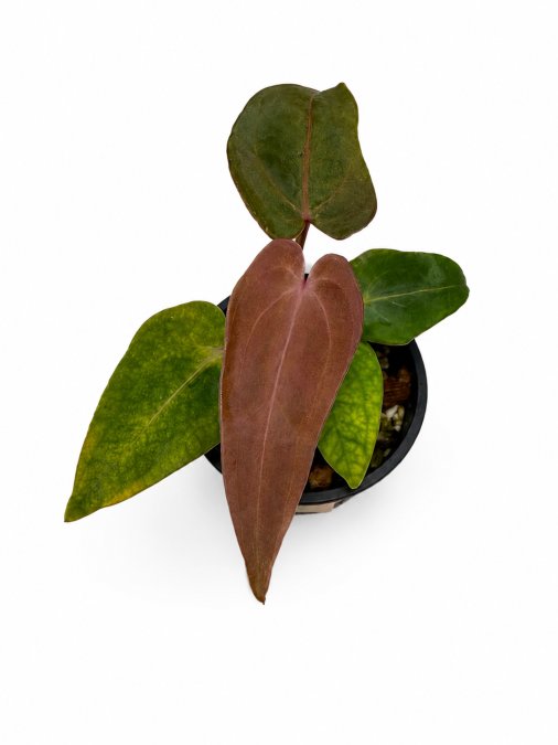 Anthurium hybrid