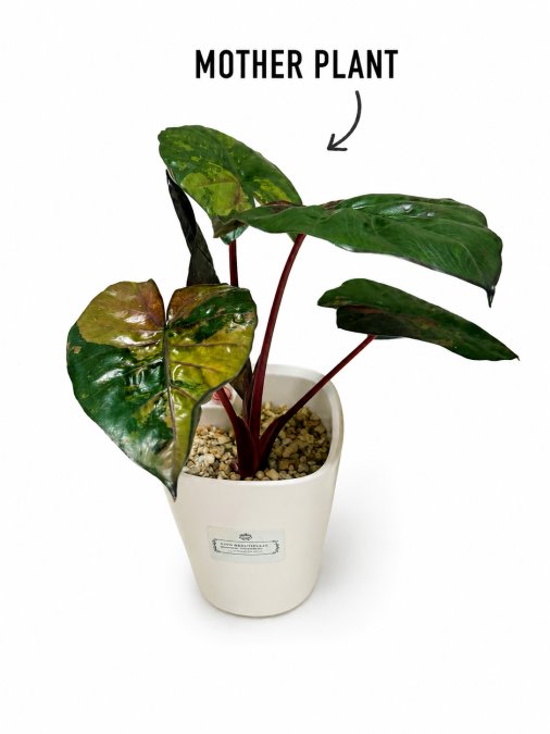 Alocasia Yucatan pink variegated