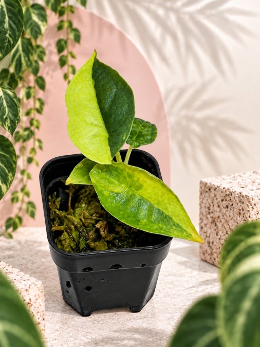Alocasia dragons breathe aurea
