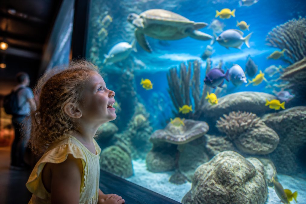 A preschooler's face lit up with wonder while looking at a large aquarium tank filled with colorful fish, sea turtles, and marine life
