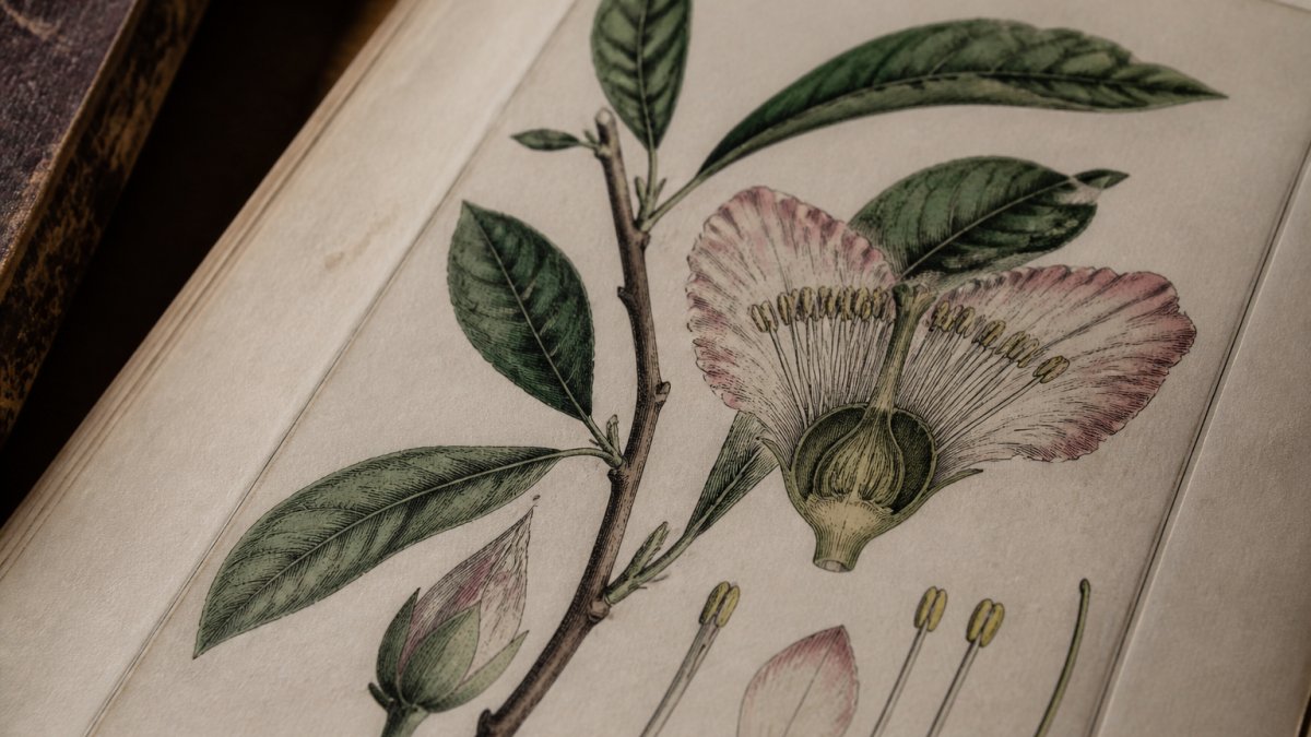 Close-up of an original hand-coloured copperplate engraving showing fine botanical detail of leaves and flower anatomy, with natural light revealing the texture of aged paper and delicate ink work