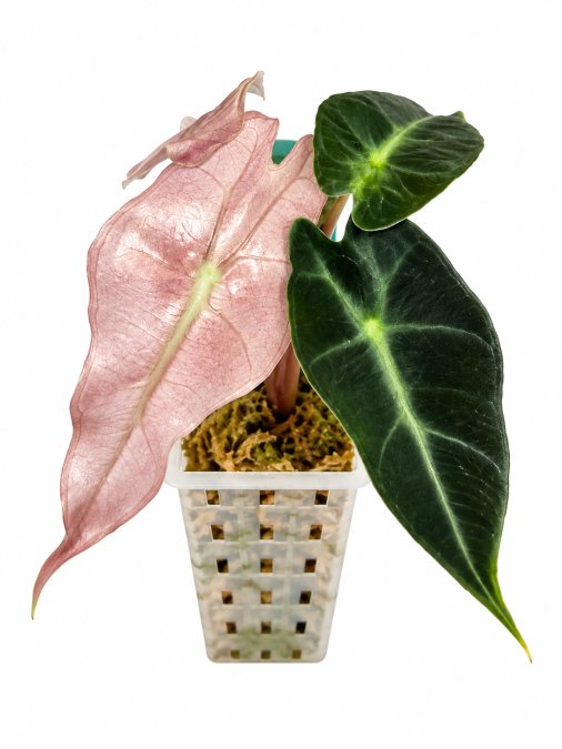 Alocasia Amazonica pink variegated