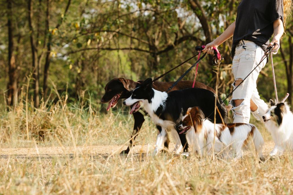 A pet owner supporting their dog’s mobility beyond supplements by walking