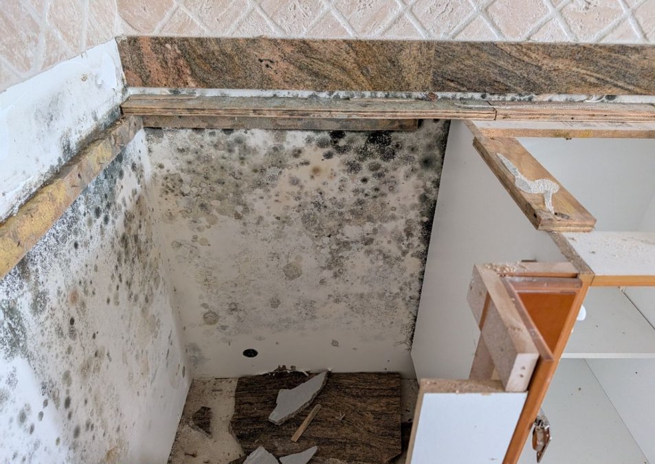 Heavy visible mold growth discovered behind removed kitchen cabinetry during a residential JLX mold remediation project.