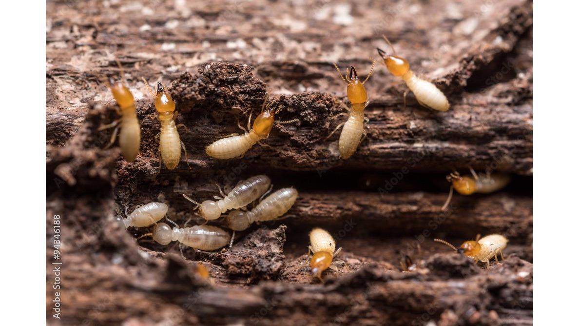 7 Best Ways to Prevent Spiders in Perth Homes (2026)