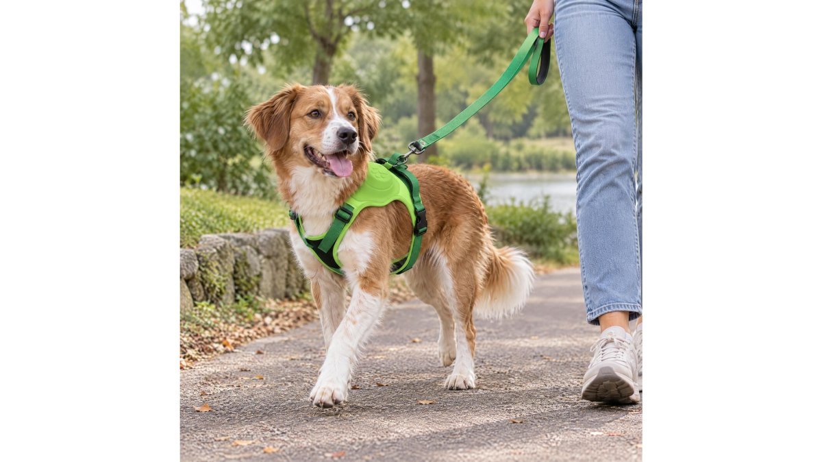 Adjustable Dog Harness for Outdoor Training