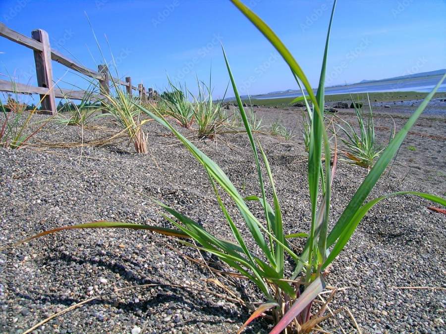Weed Grass