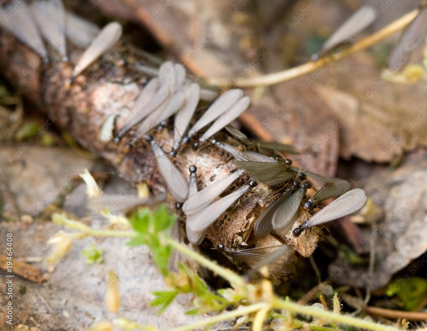 Flying Termites