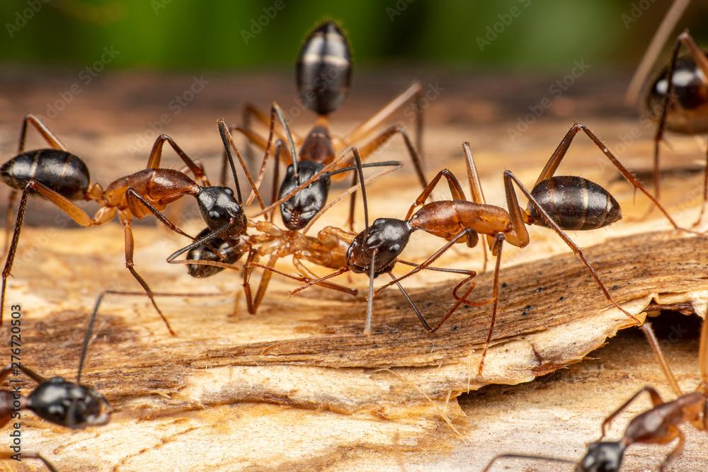 Coastal Brown Ants