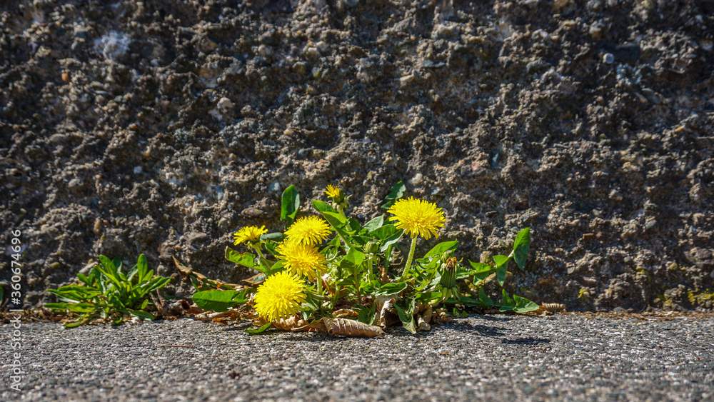 Preventing Weed Growth in Commercial Properties