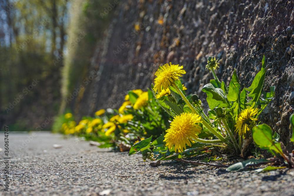 Dandi Lion Weeds