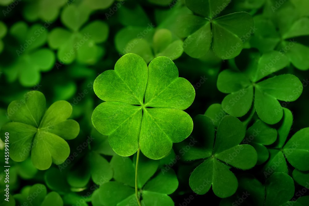 Clover Weed
