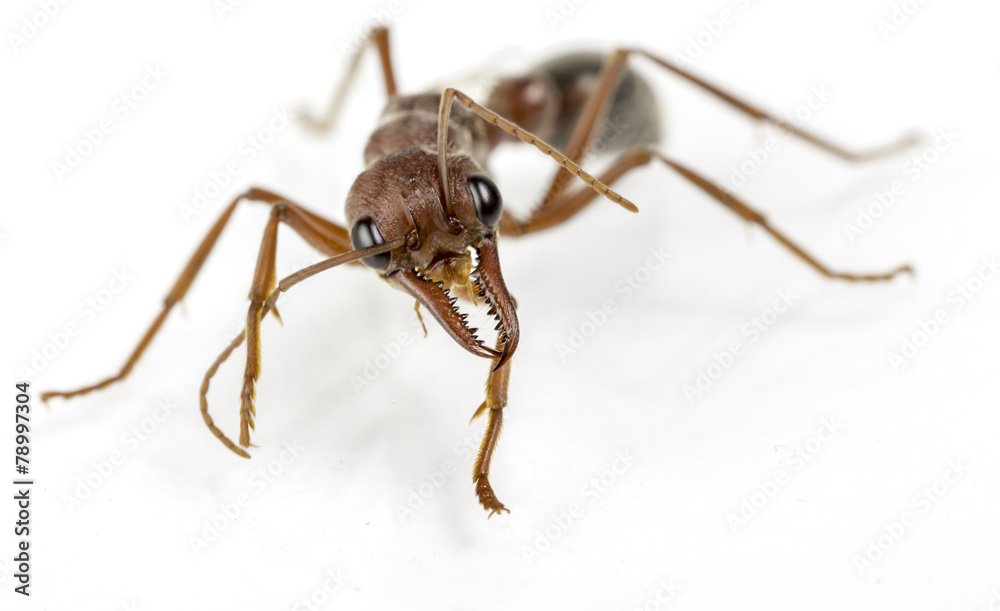 Soldier Bull Ant