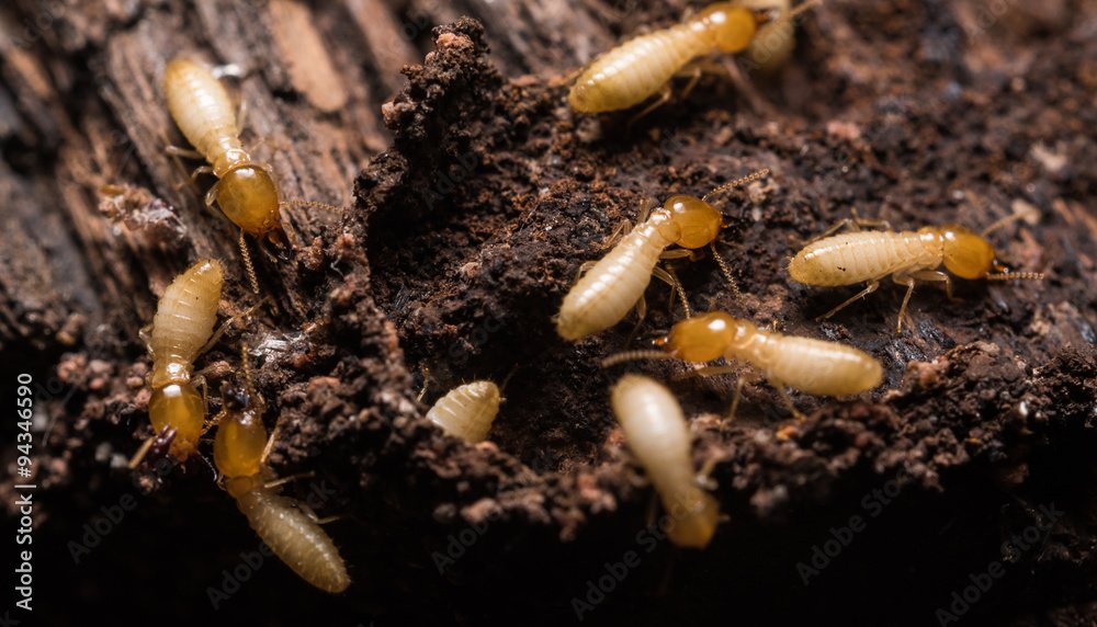 Termite Activity 2
