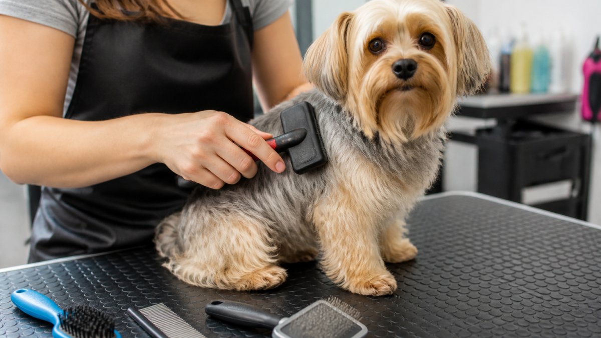 Close-up of a small dog sitting calmly on a grooming table while a person brushes its coat with a slicker brush, with a few other brushes and a comb resting nearby