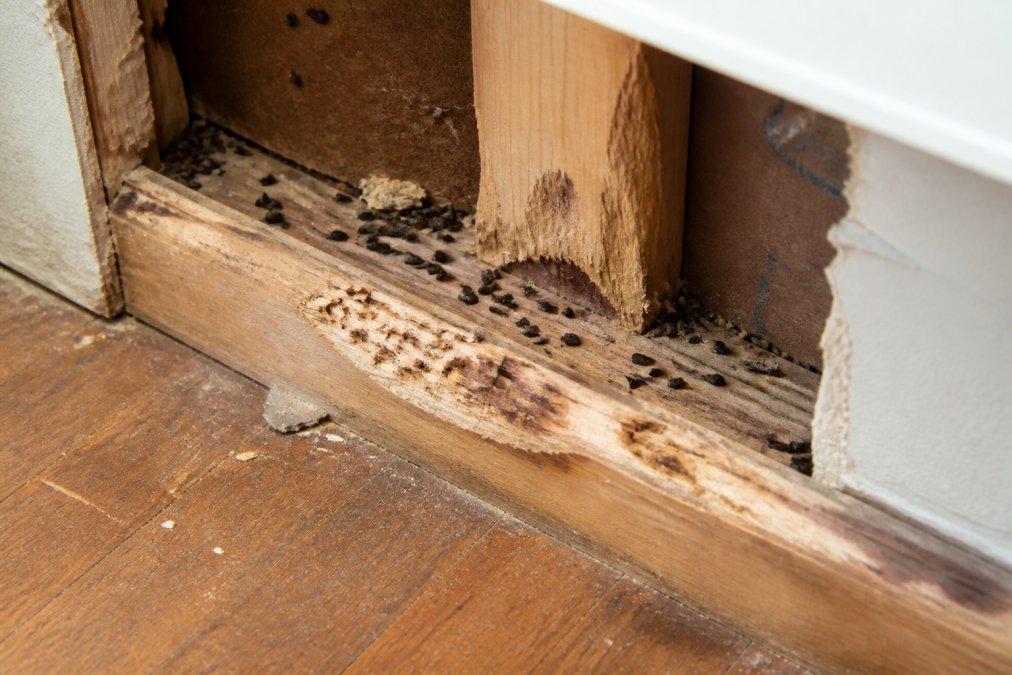 Close-up view of dark rodent droppings and fresh gnaw marks on wooden baseboards and wall framing inside a home's interior wall cavity, with natural daylight highlighting the damage