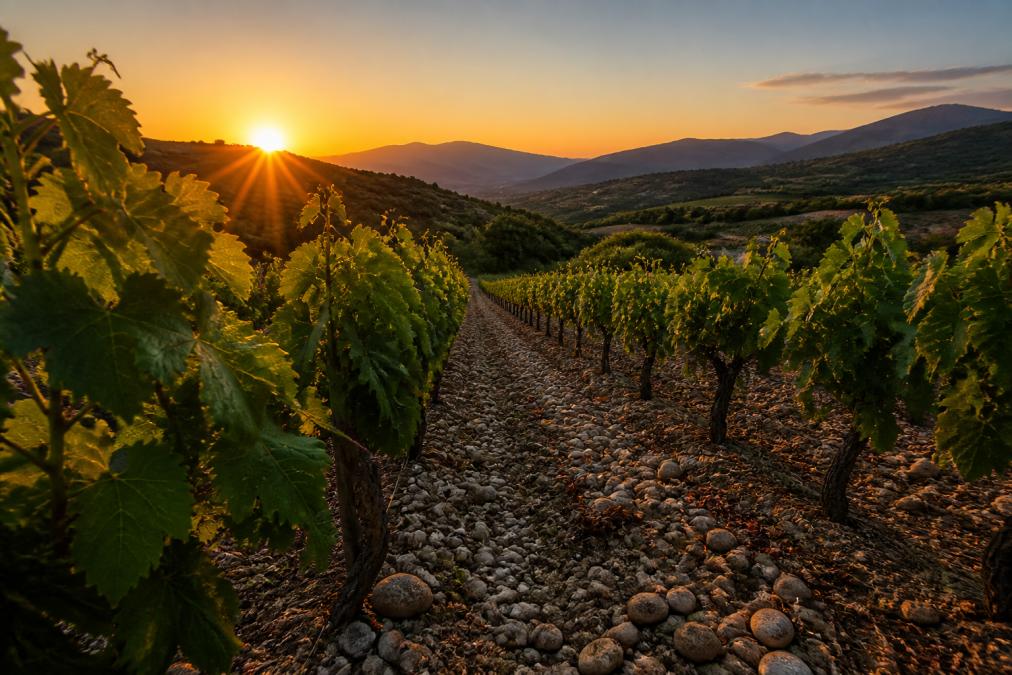 Reihen von Rebstöcken auf kieshaltigem Boden in einer hügeligen Weinlandschaft der Peloponnes bei Sonnenuntergang.