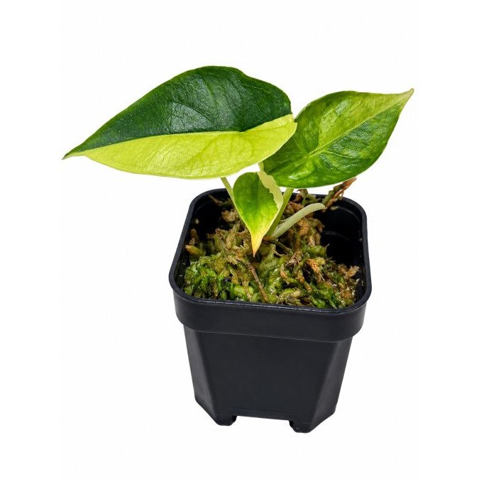 Best Online Aroid Nurseries in Australia
