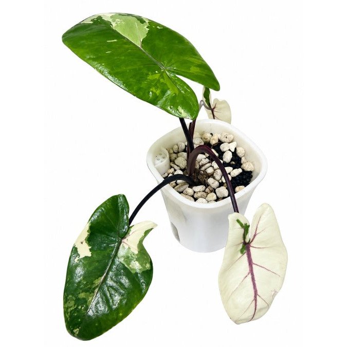 Alocasia Black Stem Albo: Care, Variegation & Recovery