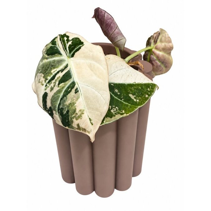 Identifying Pests on Variegated Alocasia Leaves