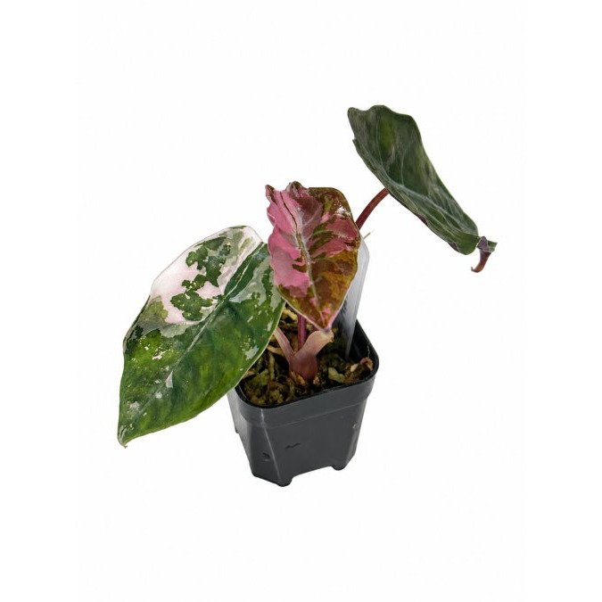 Signs of Root Rot in Alocasia: Save Your Plant
