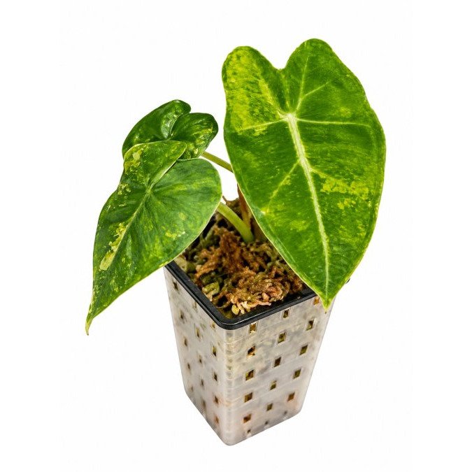 Is Liquid Fertiliser Good for Alocasia