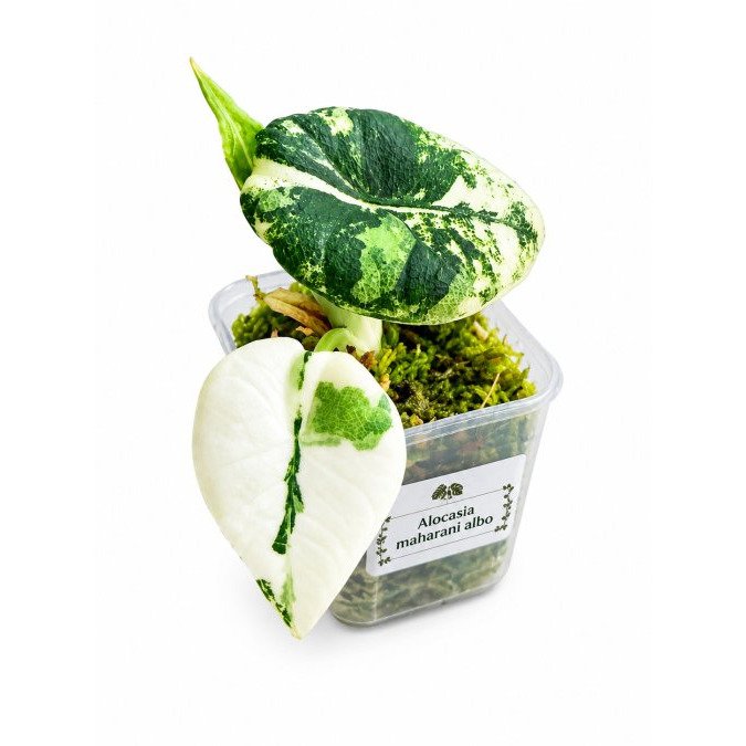 Alocasia Grow Cabinet Setup for Collectors