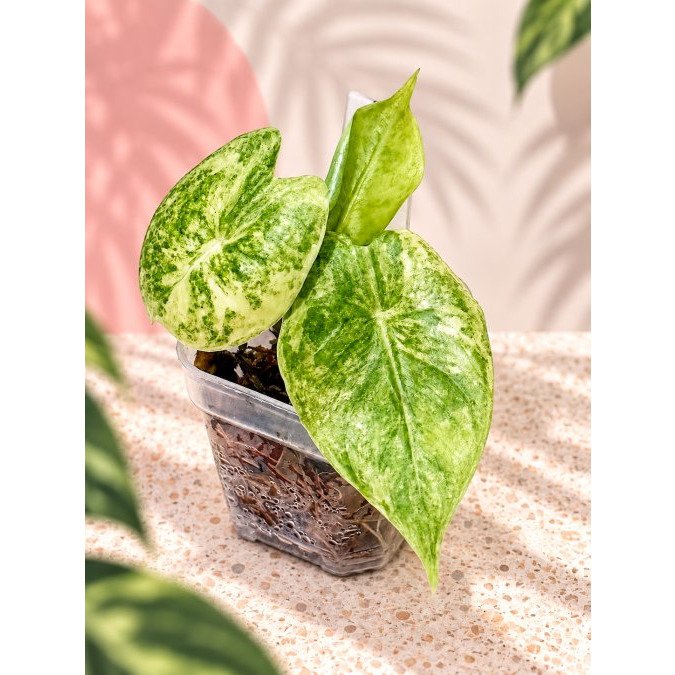 Rare Indoor Plants Australia: Where to Shop in 2026