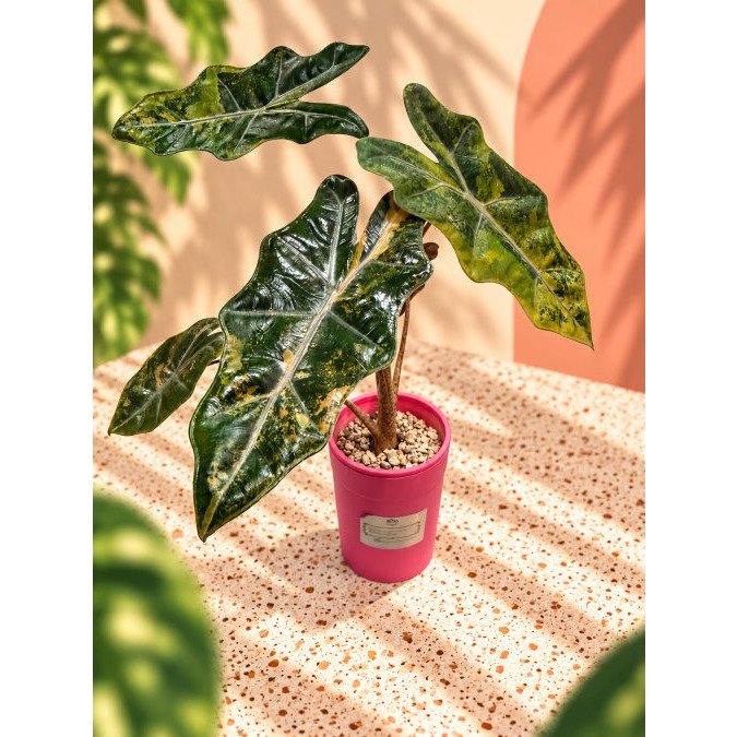 Care for Rare Variegated Alocasia: A Collector's Guide