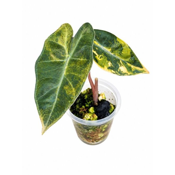 How to Fix Drooping Alocasia Leaves: 7 Steps That Work