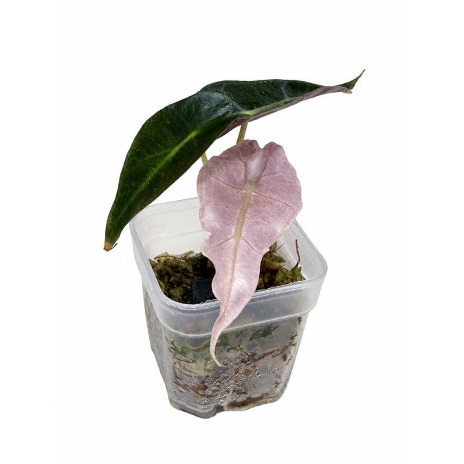 How to Choose Corm Grown Alocasia Plants