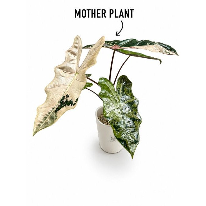 Best Variegated Alocasia for Collectors: 2026 Guide
