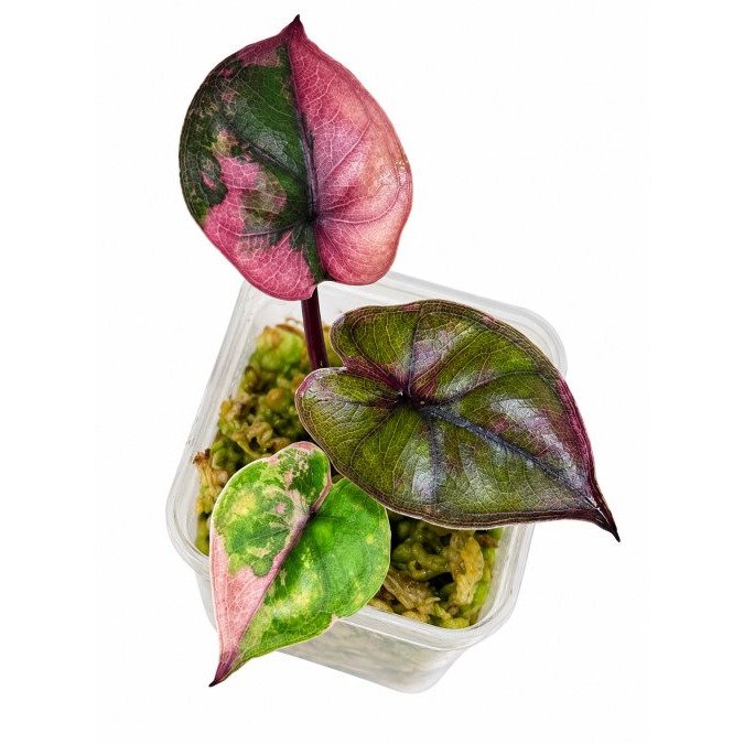 Top Variegated Alocasia Varieties for Indoor Collections