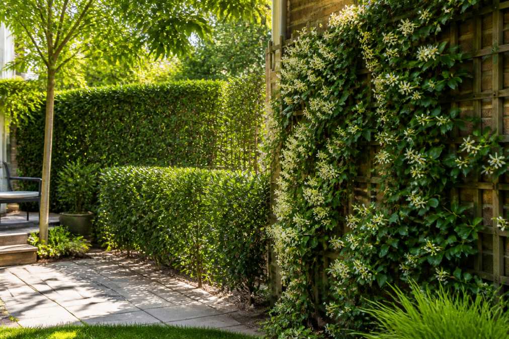 Kleine tuin met groenblijvende haagplanten in verschillende groeistadia, klimplanten op een houten trellis tegen een muur, zonnig middaglicht filtert door het bladerdek