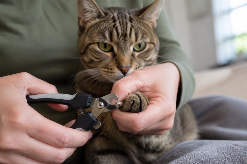 A tabby cat's paw being gently held while someone uses a cat-specific nail clipper to trim the clear tip of the nail, showing proper technique in natural home lighting