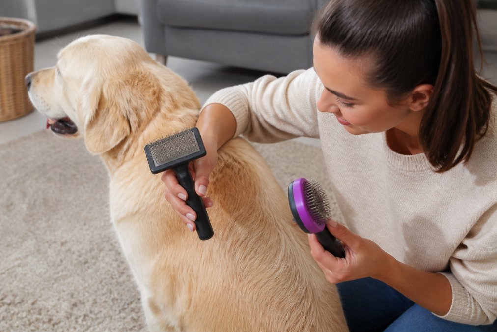 Pet owner examining different brush bristles while gently running them through their dog's coat to test texture compatibility, hands comparing slicker brush density against the dog's fur