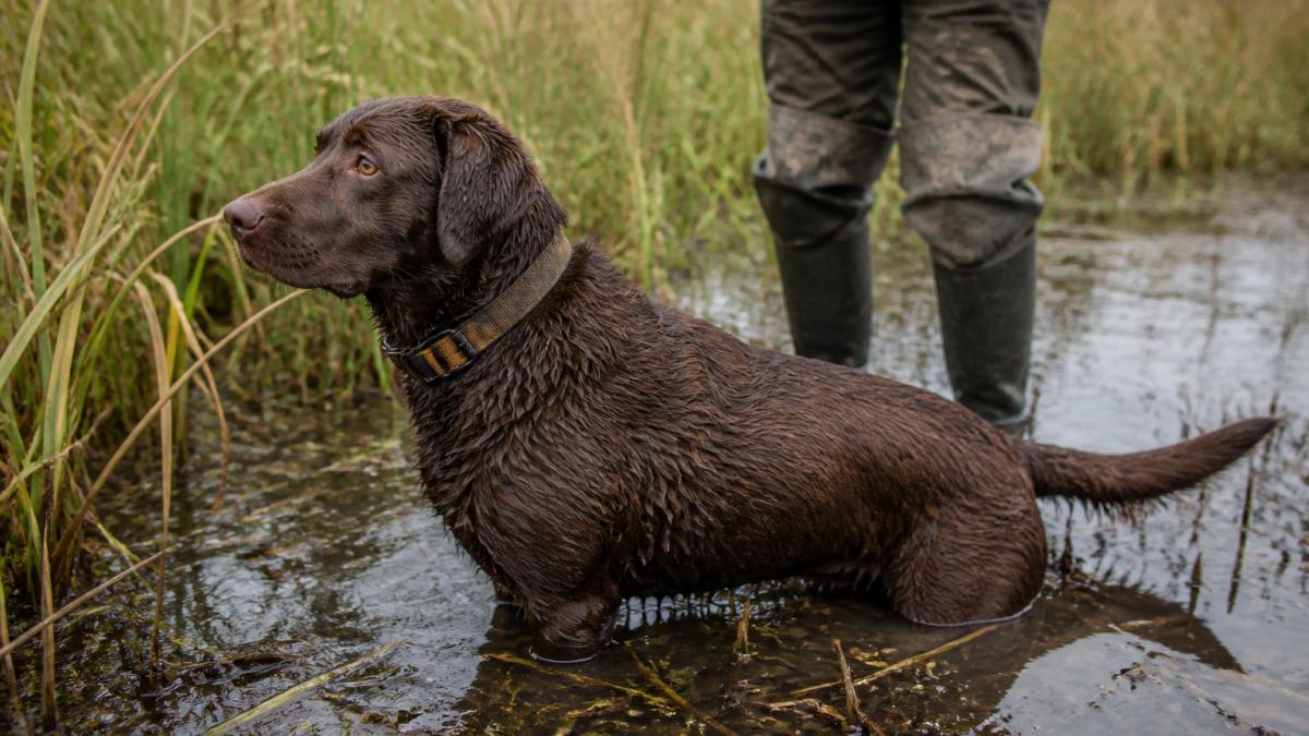 A wet hunting dog standing in shallow marsh water and mud, wearing a coated webbing collar, with handler's boots and tall wet grass in the background