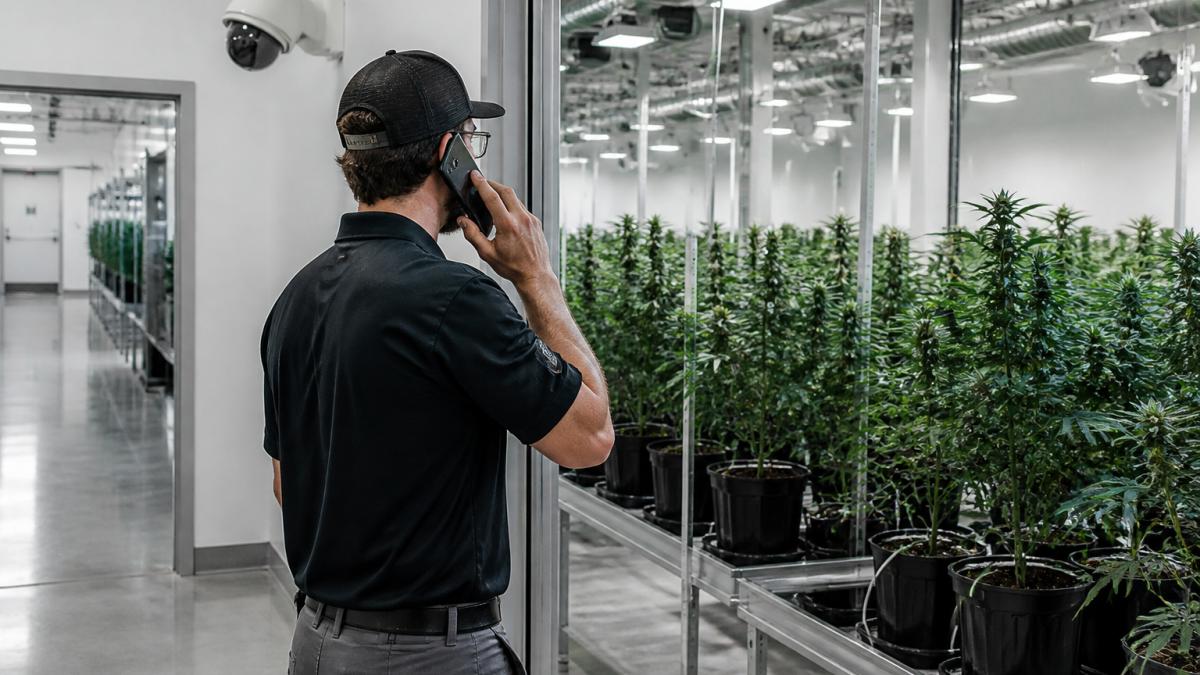 Security professional monitoring live video feeds as alternatives to in-house cannabis security teams