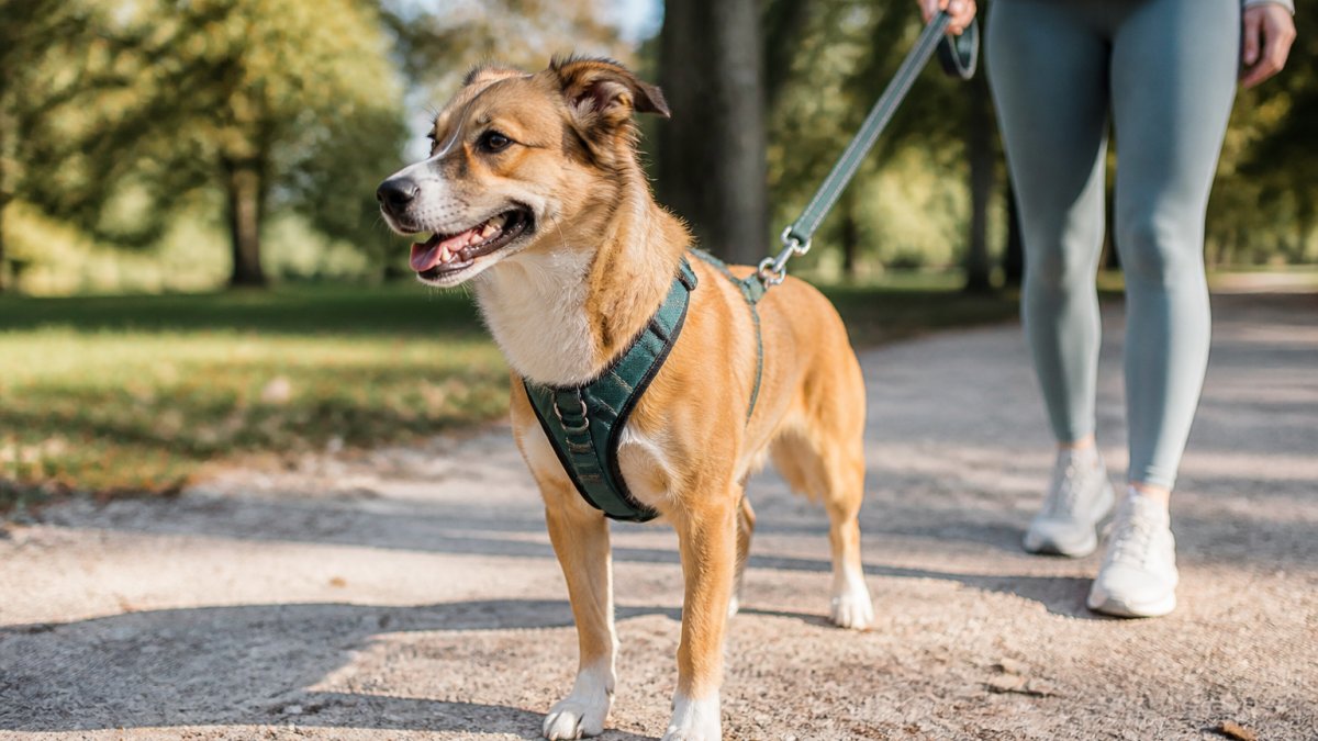 Medium-sized dog wearing a well-fitted harness during a morning walk in a park, showing proper shoulder and chest positioning with natural daylight