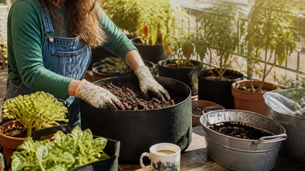 Amend Soil for Southern Vegetables: A Step-by-Step Guide