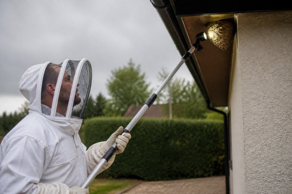 A pest control technician in full protective suit and veil carefully inspecting a wasp nest under roof eaves with a torch and extendable pole, overcast daylight, calm and focused expression