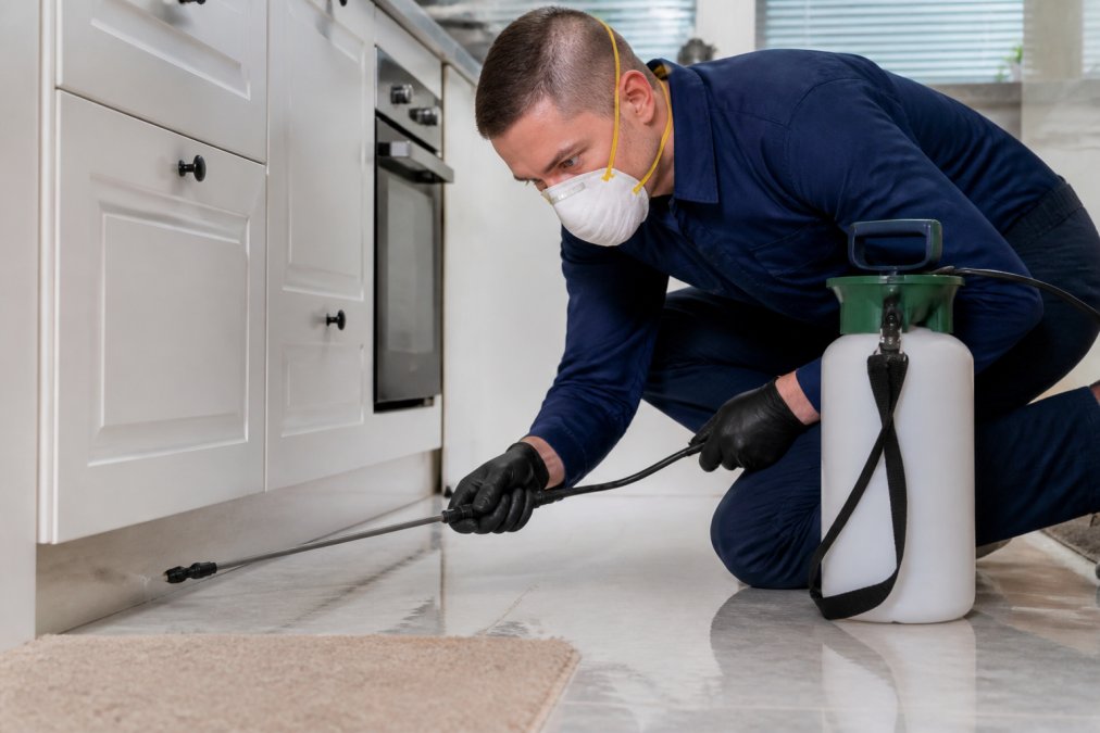 Ant Control Alternatives to Ant Works: DIY vs Professional
