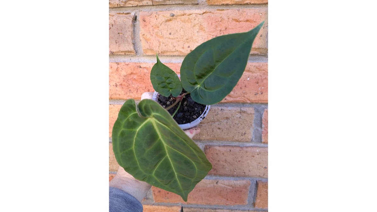 Anthurium Crystallinum Hope X Velvet