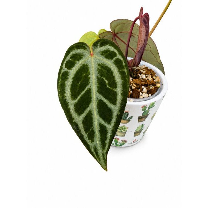 Is Anthurium Warocqueanum Worth the Cost? A Buyer's Guide